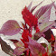 'New Look Red' celosia