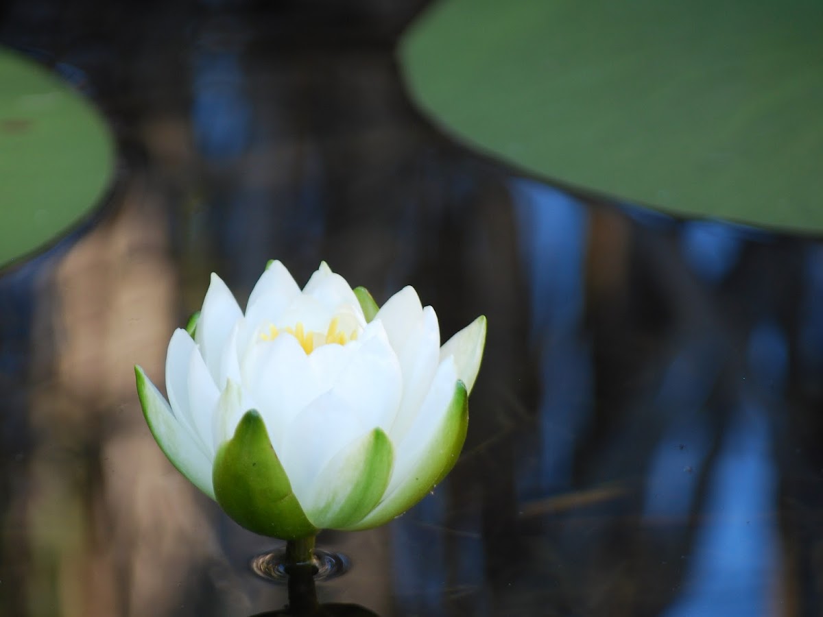 European White Waterlily, White Lotus, or Nenuphar