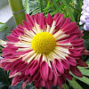Chrysanthemum Chrysanthemum