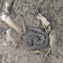 Northern Water Snake