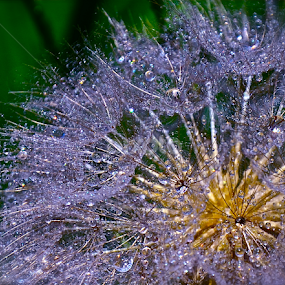 by Diana Margan - Nature Up Close Other plants