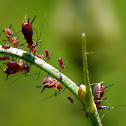 Red Aphids
