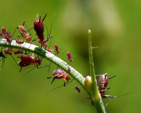 Red aphids deals
