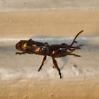 Oak Timberworm Beetle