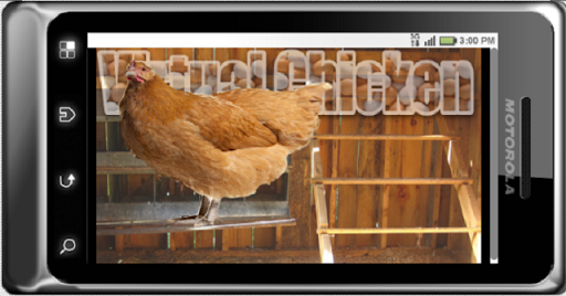 Virtual Chicken