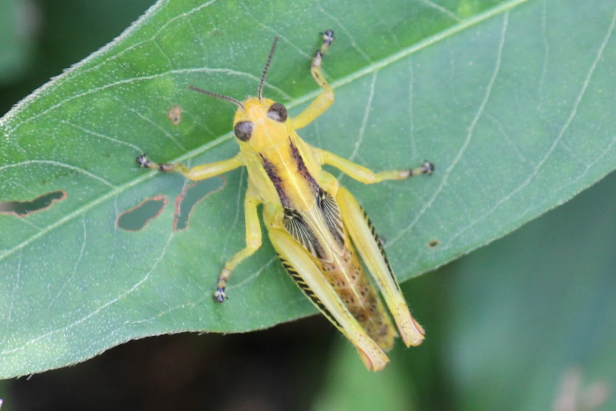 two-striped grasshopper