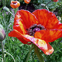 Papaver