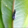 Citrus planthopper