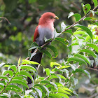 Squirrel cuckoo