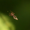 Spined micrathena orb weaver spider, male