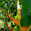 expanded lobster claw heliconia