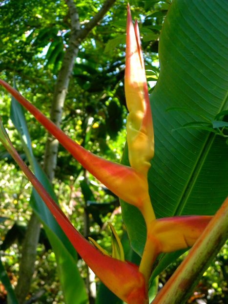 expanded lobster claw heliconia