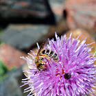 Squash Bee