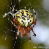 marbled orbweaver