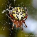 marbled orbweaver