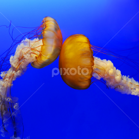 Touching a Love by Leka Huie - Animals Sea Creatures