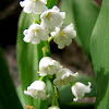 Lilly of the Valley.