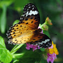 Lace fritillary