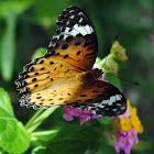 Lace fritillary