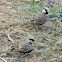 Ashy-crowned Sparrow-Lark