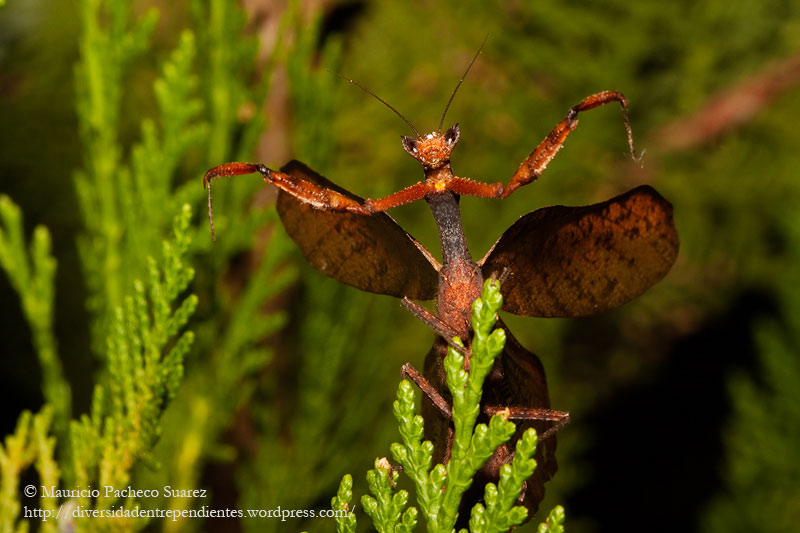 Praying Mantis