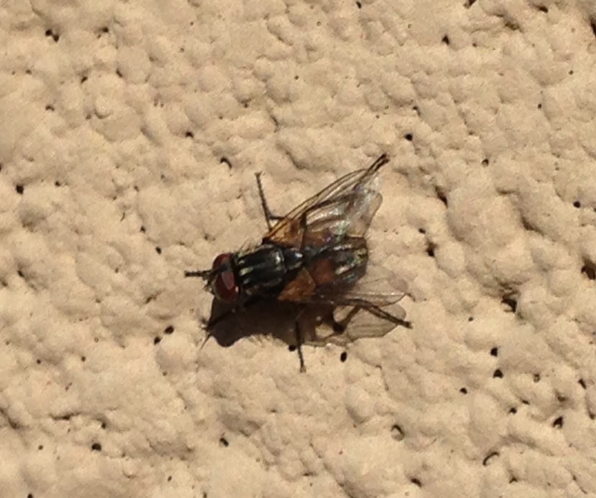 Lesser Housefly