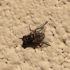 Lesser Housefly