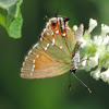 Juniper Hairstreak