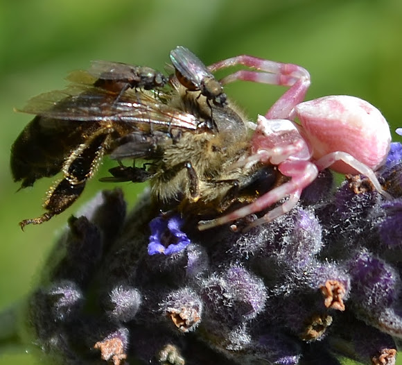 Flower Crab Spider | Project Noah