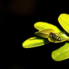 Syrphid fly sp.
