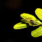 Syrphid fly sp.