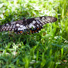 Dingy Swallowtail butterfly