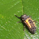 Multicolored Asian Lady Beetle (Larva)