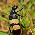 CMR Bean Beetle
