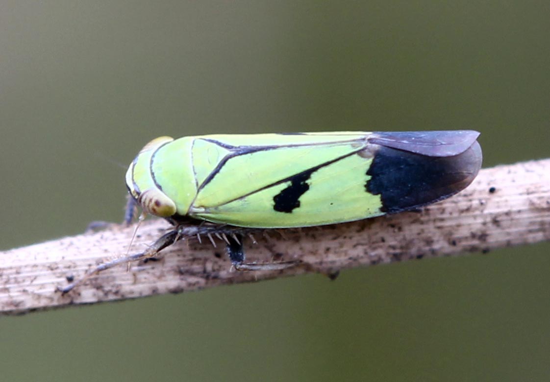 偽黑尾葉蟬 Green rice leafhoppers