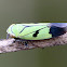 偽黑尾葉蟬 Green rice leafhoppers