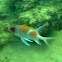 Reef squirrelfish