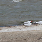 Caspian Tern