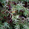 Juniperus communis, enebro o ginebro
