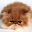Animal Sounds Download on Windows
