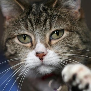 Scribble Kitten.apk 1.3