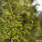 Eurasian Siskin