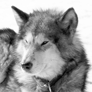 Dog Training Secrets 1.01