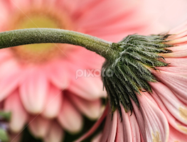 Up close by John Forrant - Flowers Single Flower