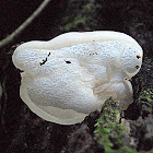 Auricularia albina