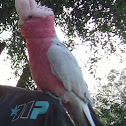Galah [Rose-breasted Cockatoo]