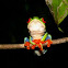 Red eye tree Frog