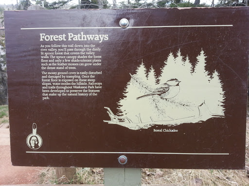 Forest Pathways 