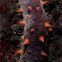 California sea cucumber