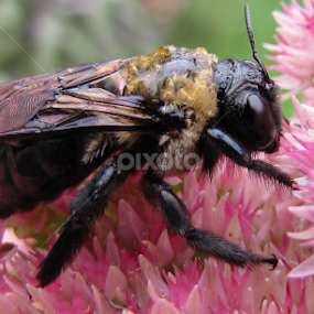 Bumbler by Jennifer Wheatley-Wolf - Animals Insects & Spiders